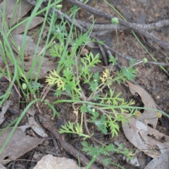 Cotula australis (Common Cotula, Carrot Weed) at O'Connor, ACT - 18 Sep 2020 by ConBoekel