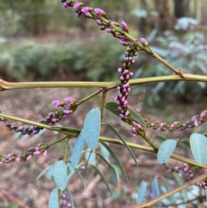 Indigofera australis subsp. australis at Coree, ACT - 20 Sep 2020 03:56 PM