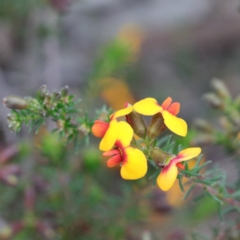 Dillwynia phylicoides (A Parrot-pea) at Dryandra St Woodland - 18 Sep 2020 by ConBoekel