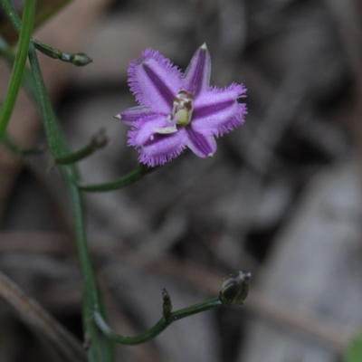 Thysanotus patersonii (Twining Fringe Lily) at O'Connor, ACT - 18 Sep 2020 by ConBoekel