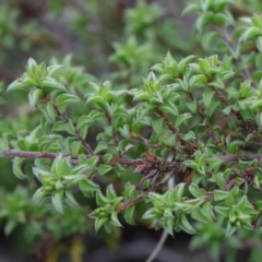 Pultenaea procumbens (Bush Pea) at Dryandra St Woodland - 18 Sep 2020 by ConBoekel