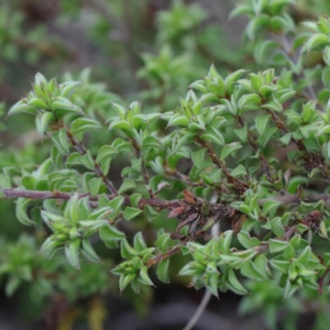 Pultenaea procumbens at O'Connor, ACT - 19 Sep 2020 09:45 AM