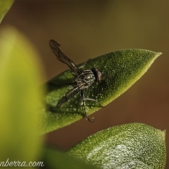 Entomophthora sp. (genus) at Hughes, ACT - 23 Aug 2020