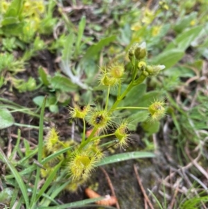 Drosera gunniana at Coree, ACT - 20 Sep 2020