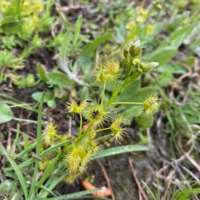 Drosera gunniana (Pale Sundew) at Coree, ACT - 20 Sep 2020 by KL