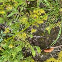 Drosera gunniana at Coree, ACT - 20 Sep 2020