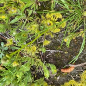 Drosera gunniana at Coree, ACT - 20 Sep 2020