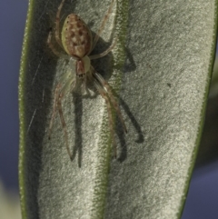 Araneus talipedatus (Slender green orb-weaver) at Hughes, ACT - 5 Sep 2020 by JonSteinbeck