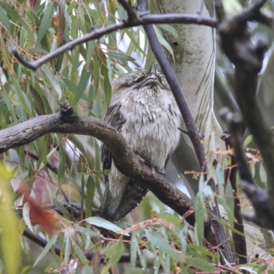 Podargus strigoides (Tawny Frogmouth) at Hawker, ACT - 20 Sep 2020 by AlisonMilton