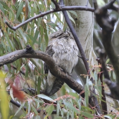 Podargus strigoides (Tawny Frogmouth) at The Pinnacle - 19 Sep 2020 by AlisonMilton