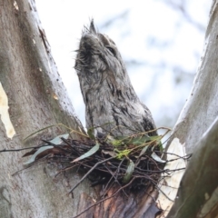 Podargus strigoides (Tawny Frogmouth) at Holt, ACT - 20 Sep 2020 by AlisonMilton