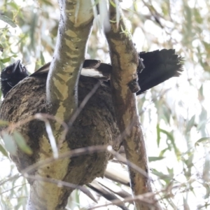 Corcorax melanorhamphos at Holt, ACT - 20 Sep 2020