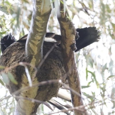 Corcorax melanorhamphos (White-winged Chough) at The Pinnacle - 20 Sep 2020 by AlisonMilton