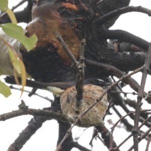 Rhipidura leucophrys at Hawker, ACT - 20 Sep 2020