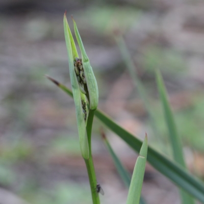 Dianella revoluta var. revoluta (Black-Anther Flax Lily) at Dryandra St Woodland - 18 Sep 2020 by ConBoekel