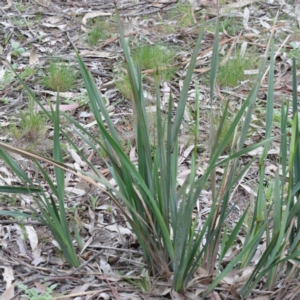 Dianella revoluta var. revoluta at O'Connor, ACT - 19 Sep 2020