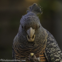 Callocephalon fimbriatum (Gang-gang Cockatoo) at Hughes, ACT - 17 Sep 2020 by JonSteinbeck