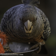 Callocephalon fimbriatum at Hughes, ACT - 17 Sep 2020