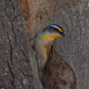 Pardalotus striatus at Rossi, NSW - 11 Sep 2020