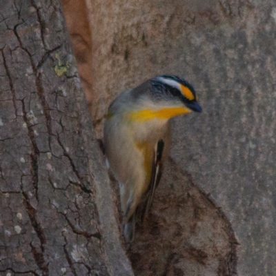 Pardalotus striatus (Striated Pardalote) at Rossi, NSW - 11 Sep 2020 by SthTallagandaSurvey