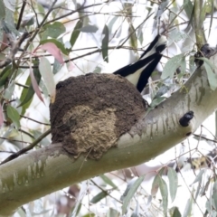 Grallina cyanoleuca (Magpie-lark) at Hawker, ACT - 20 Sep 2020 by AlisonMilton