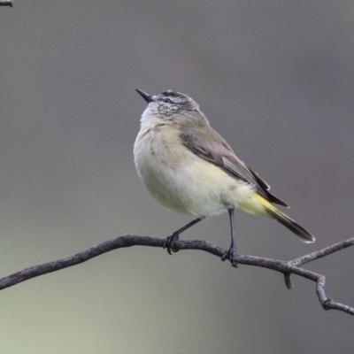 Acanthiza chrysorrhoa (Yellow-rumped Thornbill) at Holt, ACT - 20 Sep 2020 by AlisonMilton