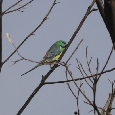 Psephotus haematonotus (Red-rumped Parrot) at Molonglo Valley, ACT - 17 Aug 2020 by AlisonMilton