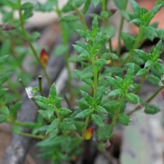 Gonocarpus tetragynus (Common Raspwort) at Dryandra St Woodland - 18 Sep 2020 by ConBoekel