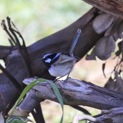 Malurus cyaneus (Superb Fairywren) at Namarag NR - 17 Aug 2020 by Alison Milton