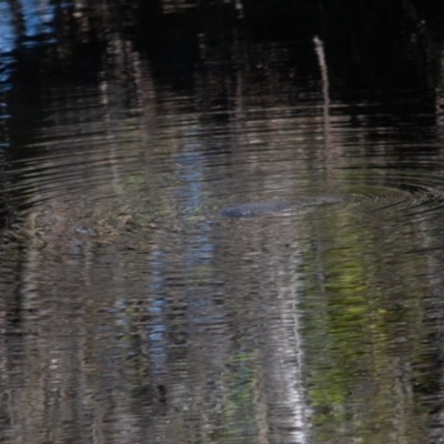 Ornithorhynchus anatinus (Platypus) at QPRC LGA - 11 Sep 2020 by SthTallagandaSurvey