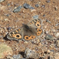 Junonia villida (Meadow Argus) at Molonglo Valley, ACT - 17 Aug 2020 by AlisonMilton