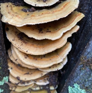 Trametes sp. at Coree, ACT - 20 Sep 2020