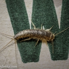 Lepismatidae (family) (A silverfish) at Hughes, ACT - 19 Sep 2020 by BIrdsinCanberra