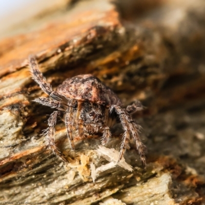 Dolophones sp. (genus) (Wrap-around spider) at Macgregor, ACT - 20 Sep 2020 by Roger