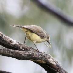 Acanthiza reguloides (Buff-rumped Thornbill) at Holt, ACT - 20 Sep 2020 by AlisonMilton