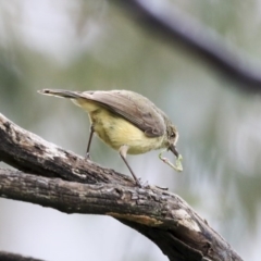 Acanthiza reguloides (Buff-rumped Thornbill) at Holt, ACT - 20 Sep 2020 by Alison Milton