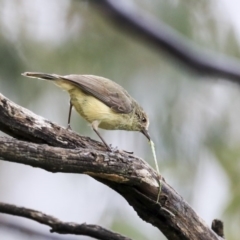 Acanthiza reguloides at Holt, ACT - 20 Sep 2020