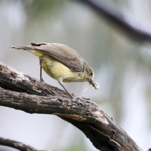 Acanthiza reguloides at Holt, ACT - 20 Sep 2020