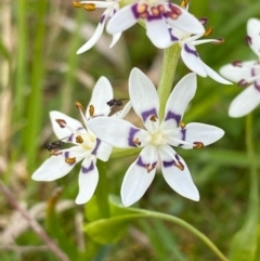 Wurmbea dioica subsp. dioica (Early Nancy) at Coree, ACT - 20 Sep 2020 by KL