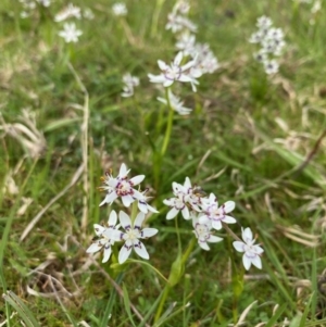 Wurmbea dioica subsp. dioica at Coree, ACT - 20 Sep 2020 02:40 PM