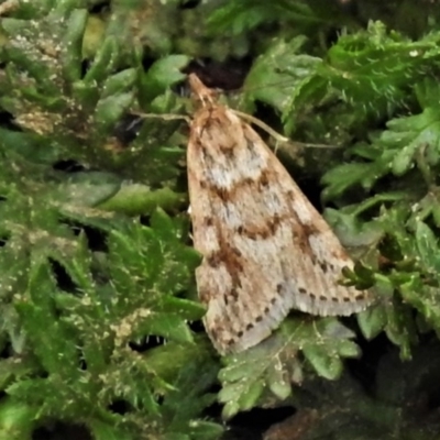 Achyra affinitalis (Cotton Web Spinner) at Stony Creek - 19 Sep 2020 by JohnBundock