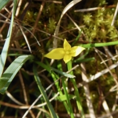 Pauridia vaginata (Yellow Star) at Rugosa - 20 Sep 2020 by SenexRugosus