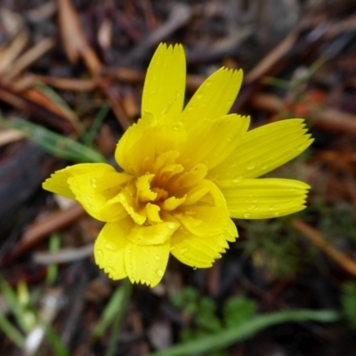 Microseris walteri (Yam Daisy, Murnong) at Rugosa - 20 Sep 2020 by SenexRugosus