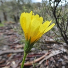 Microseris walteri at Yass River, NSW - 20 Sep 2020