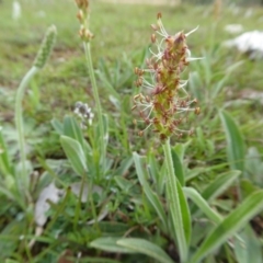 Plantago varia (Native Plaintain) at Rugosa - 20 Sep 2020 by SenexRugosus