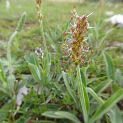 Plantago varia (Native Plaintain) at Yass River, NSW - 20 Sep 2020 by SenexRugosus