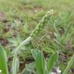 Plantago varia at Yass River, NSW - 20 Sep 2020 11:36 AM