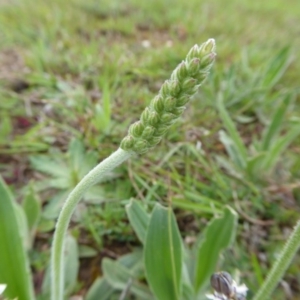 Plantago varia at Yass River, NSW - 20 Sep 2020 11:36 AM