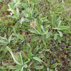 Plantago varia at Yass River, NSW - 20 Sep 2020 11:36 AM