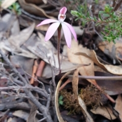Caladenia fuscata (Dusky Fingers) at Tinderry, NSW - 19 Sep 2020 by markus